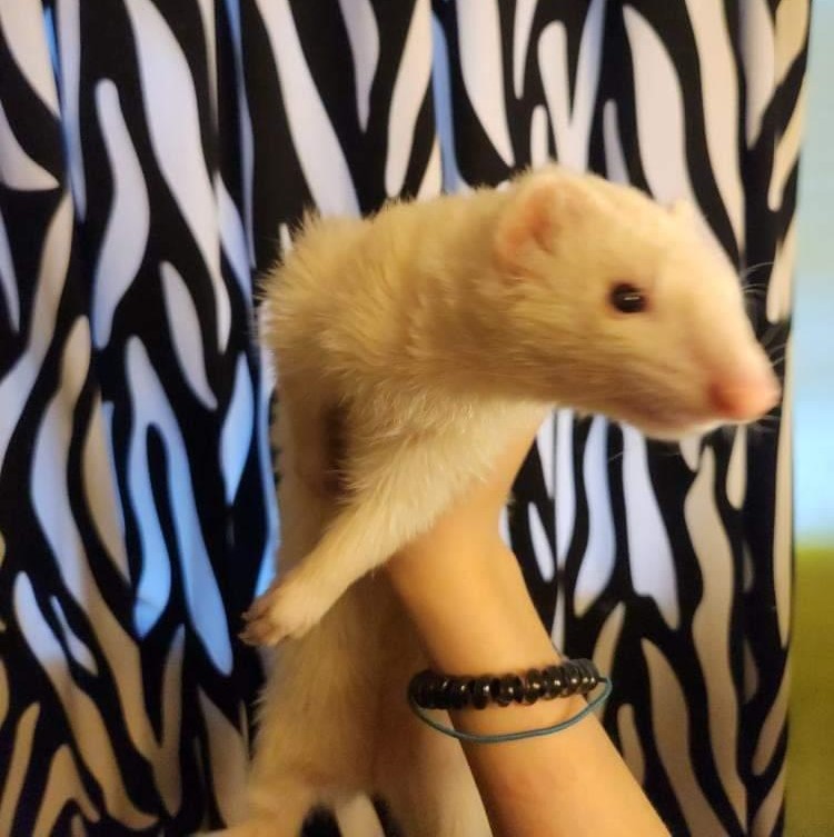 A slightly blurred photo of a white ferret being held up in front of a zebra striped curtain