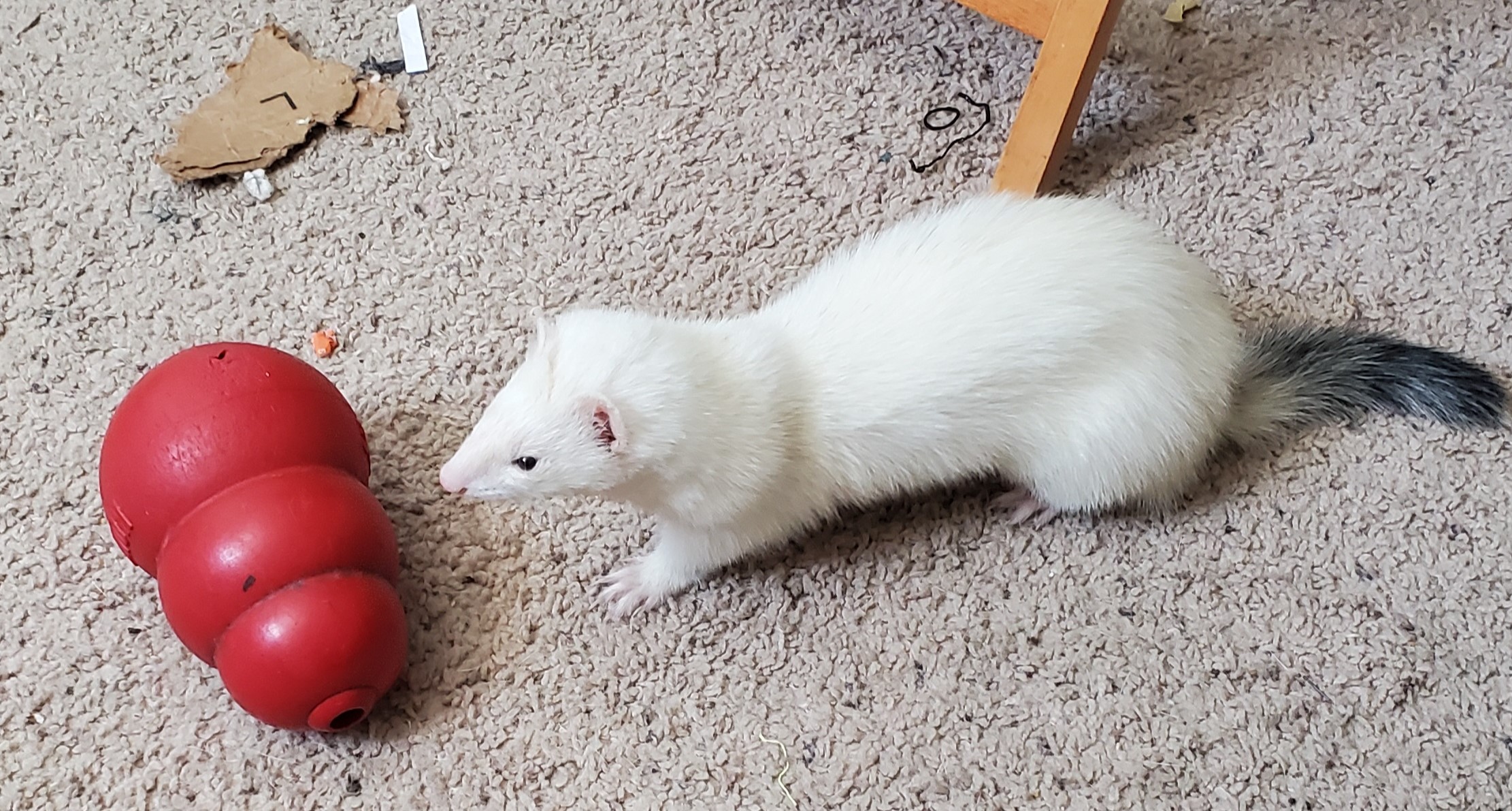 A white ferret with a dark grey tail staring intently at a large red kong toy on the floor