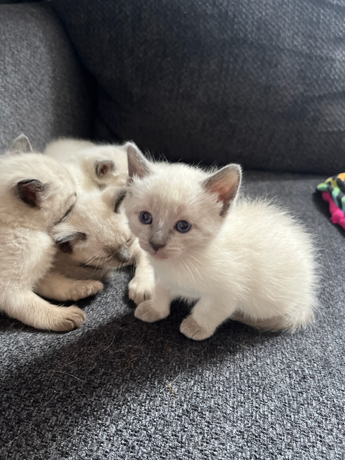 A tiny grey Siamese kitten with very blue eyes, stares concernedly up at you