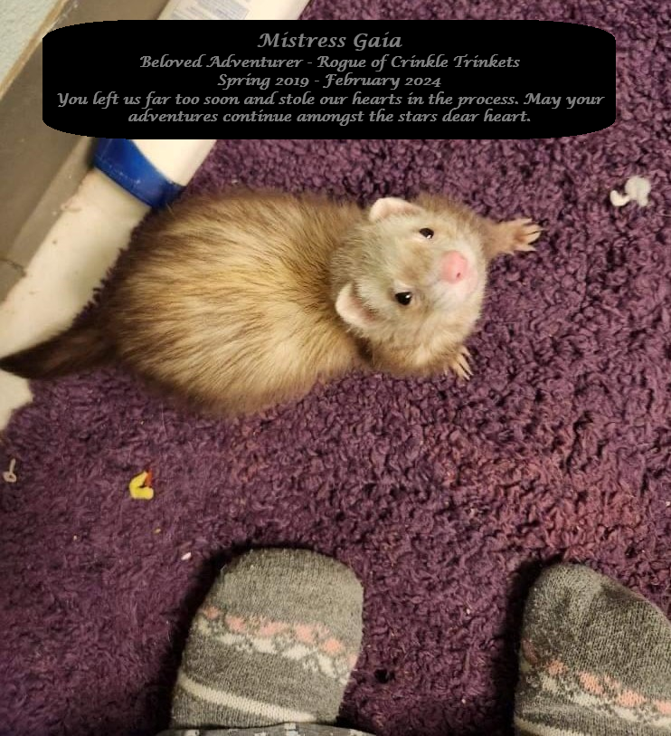 Gaia, a light sable colored ferret looking up at you from the floor. Above her head is a field of black, in gray it states: Mistress Gaia, beloved adventurer, 
                rogue of crinkle trinkets. Spring 2019 to February 2024. You left us far too son, and stole our hearts in the process, may your adventures continue amongst the star dear heart.