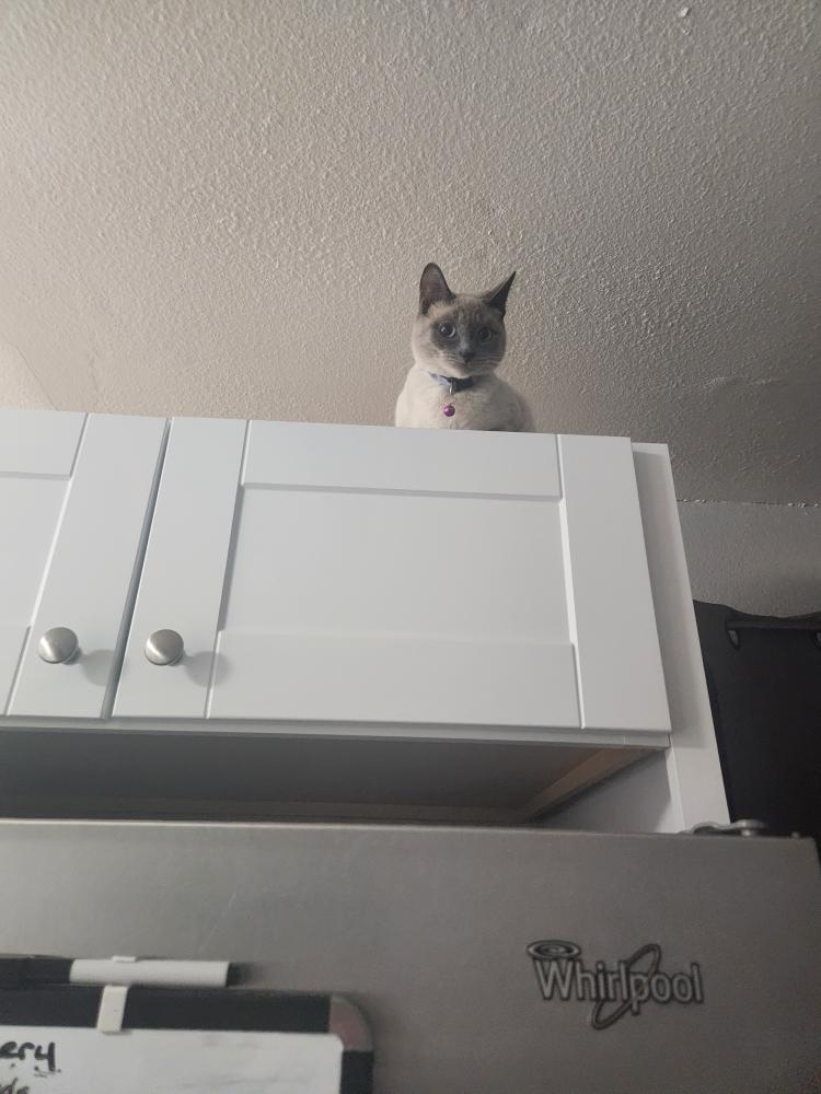 A grey Siamese cat with blue eyes perched on top of white kitchen cabinets over a silver finished refrigerator