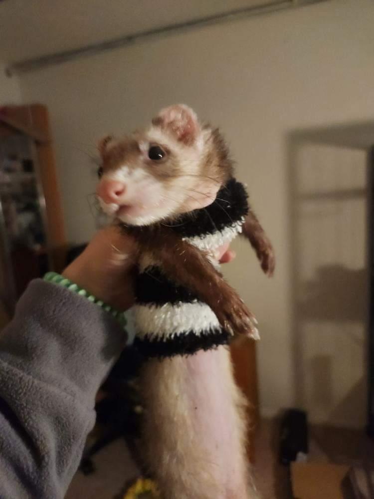 Lyra, a dark sable ferret with a bald tummy, being held up wearing a homemade sweater made from an old black and white fuzzy sock