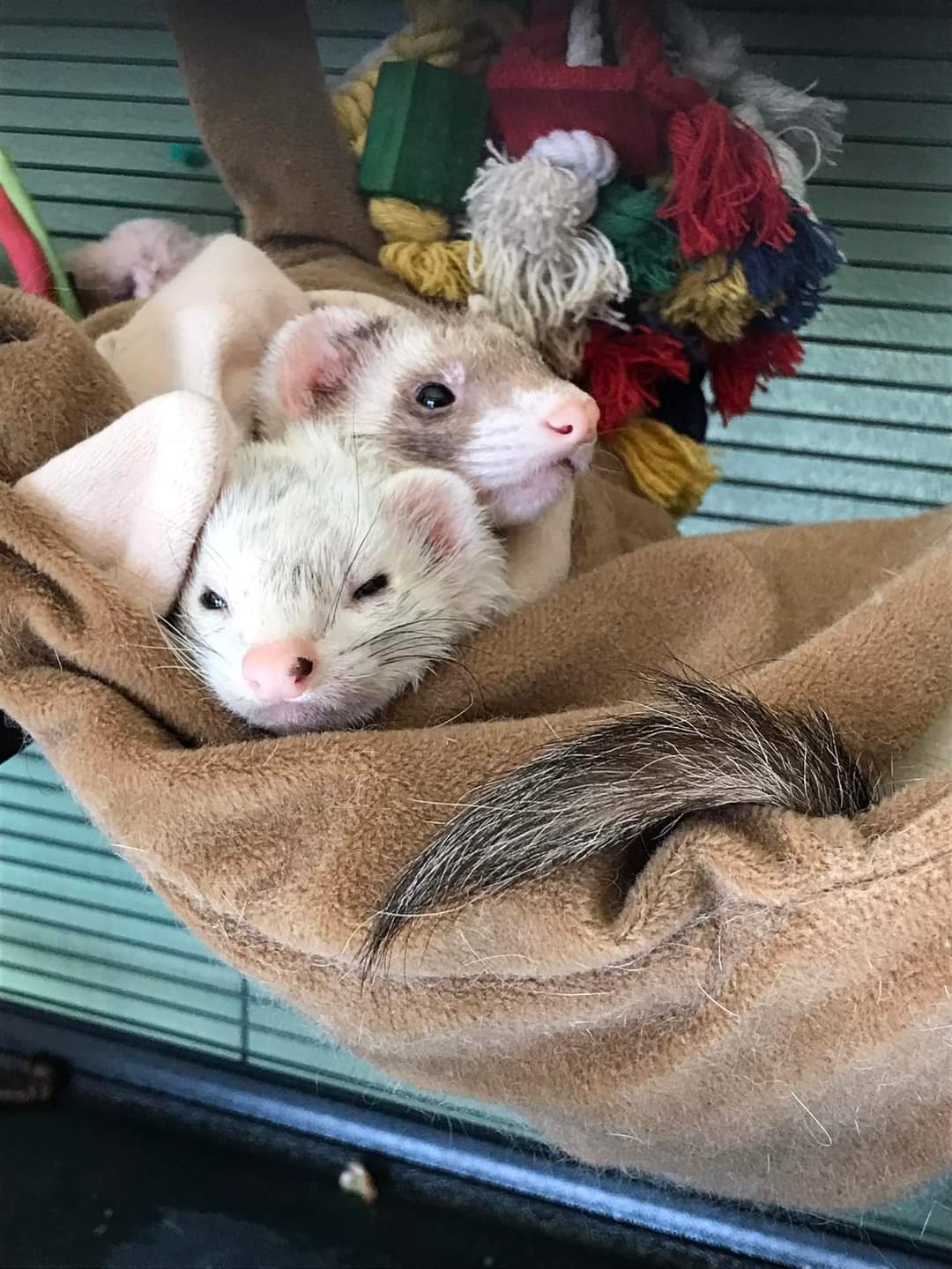 Zoe and Lyra, the ferrets, peak out from a hammock in their cage