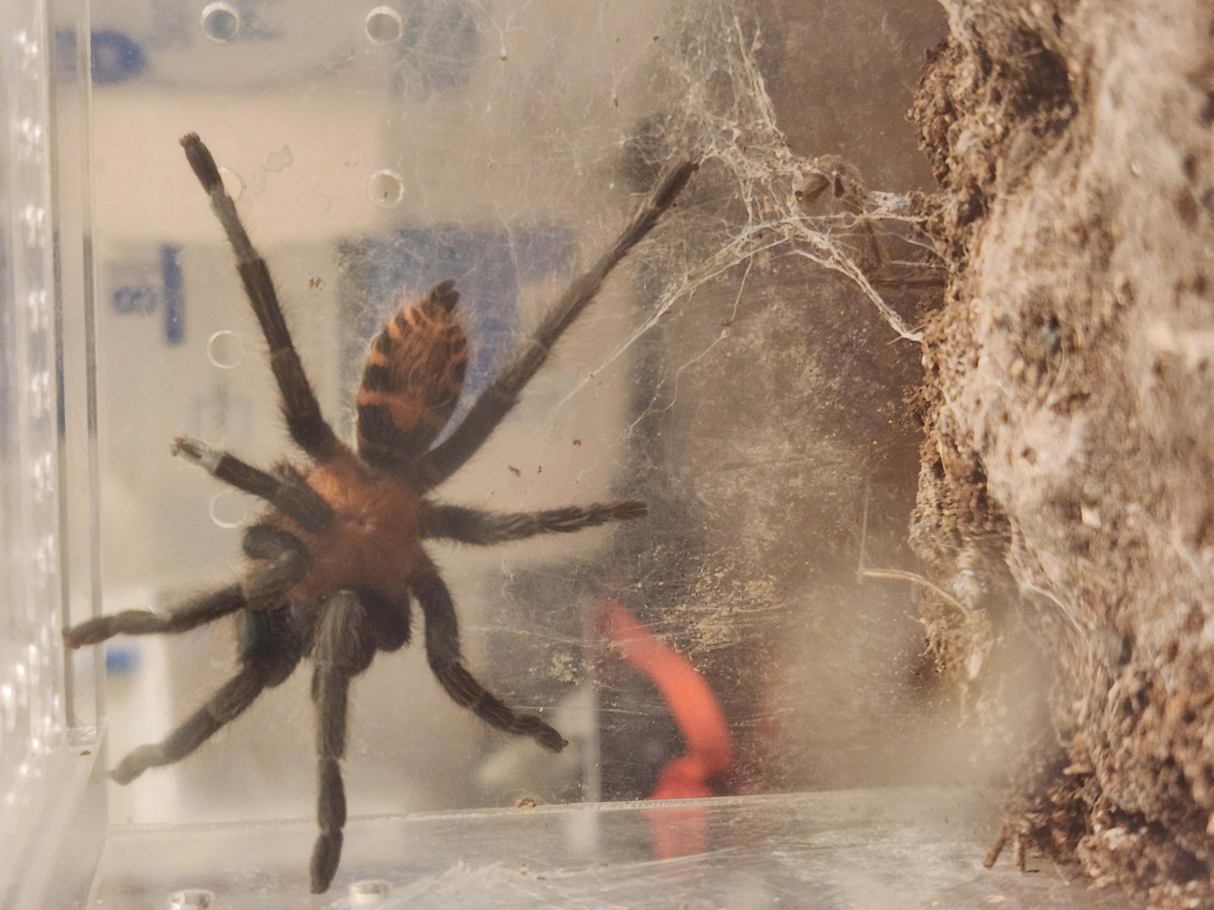 Mako, showing off his beautiful black and orange stripes on his abdomen while hanging on the side wall of his enclosure 