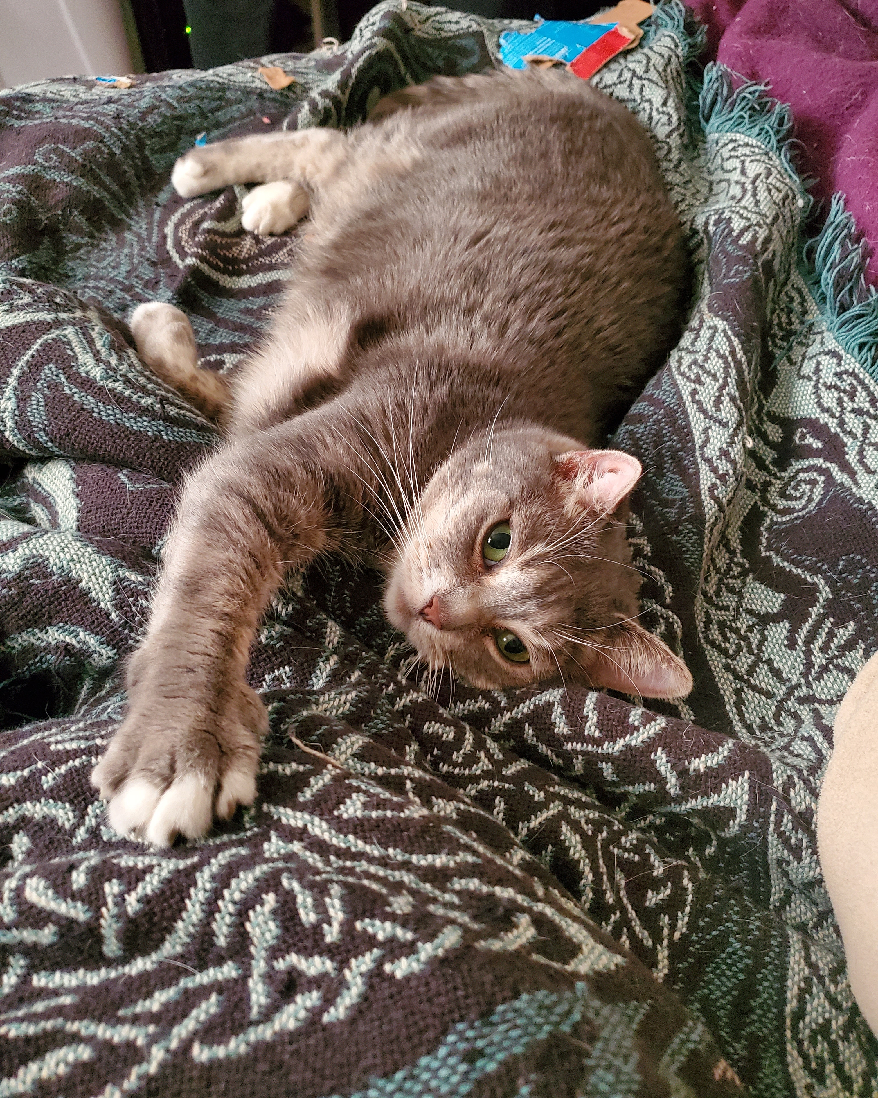 A green-eyed, grey tabby cat laying on a purple blanket staring at you