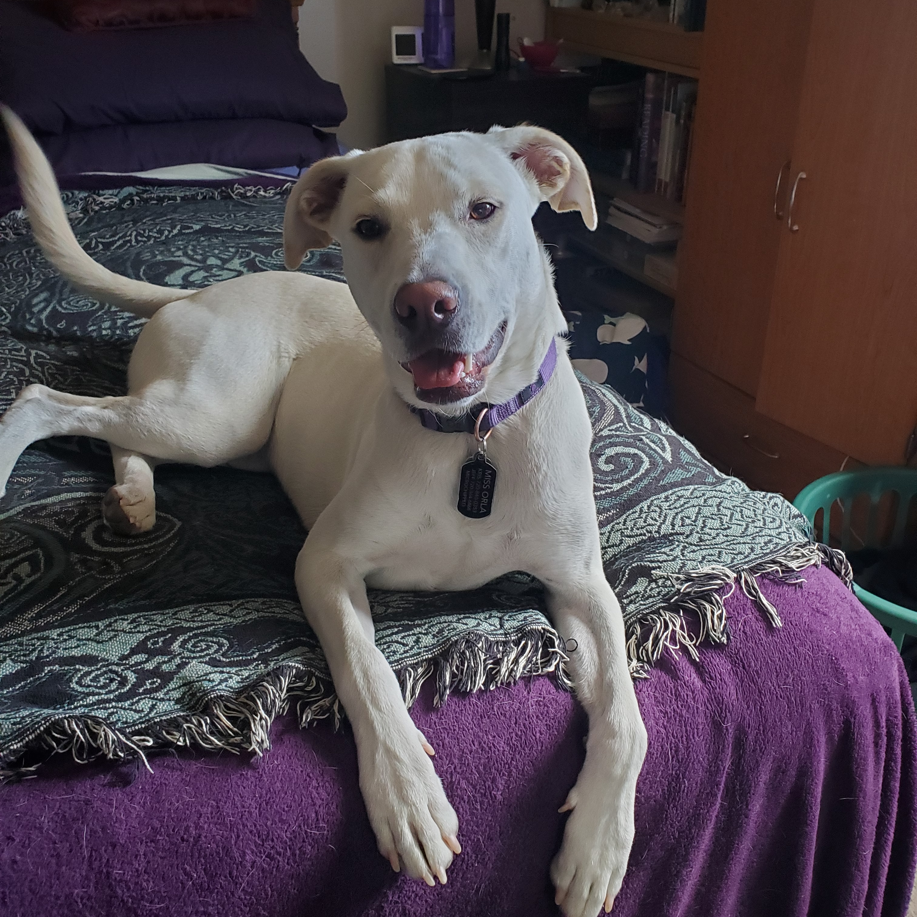 Orla, a cream colored dog sitting on a purple bed looking at the camera