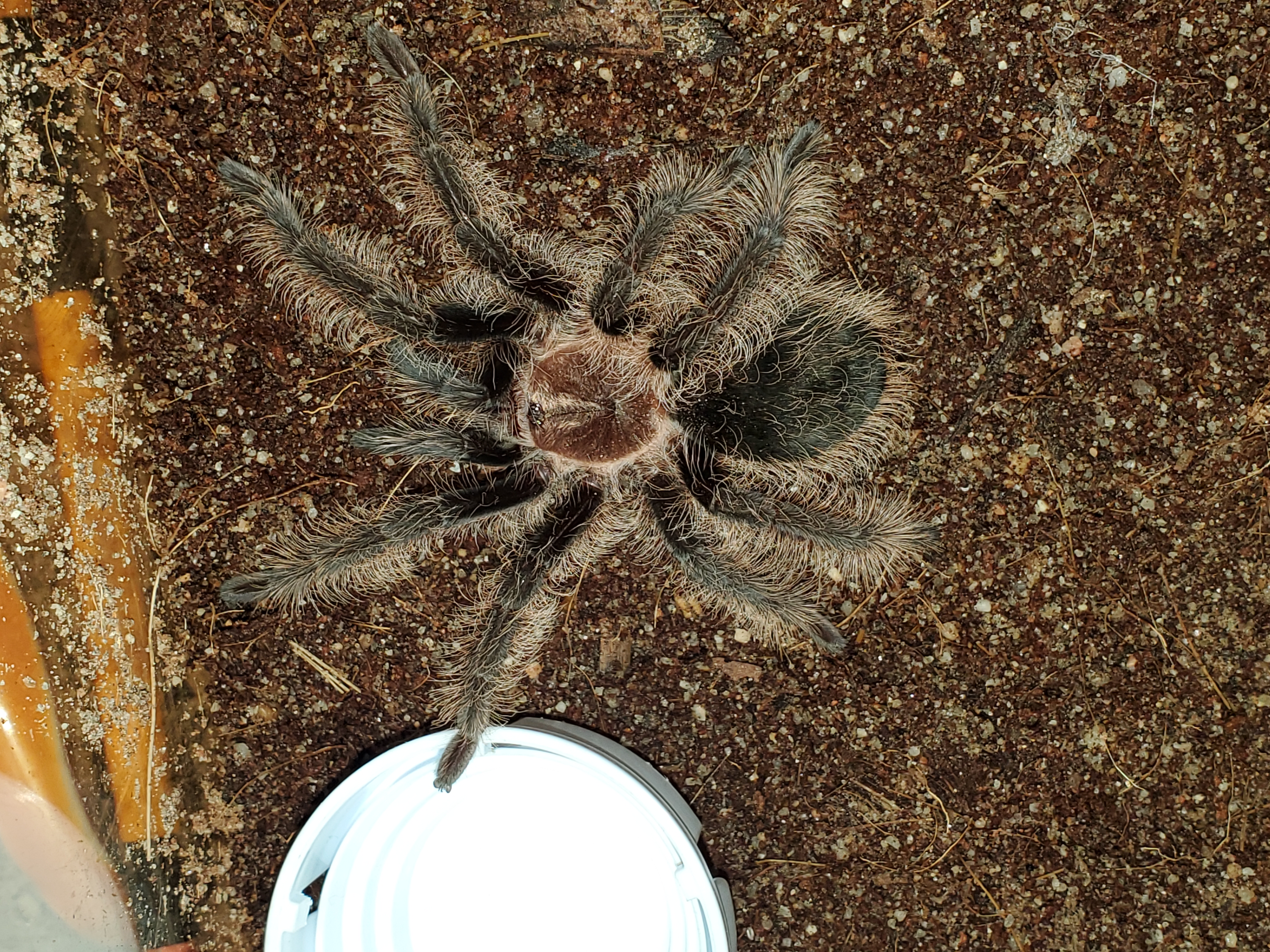 A brown tarantula covered in blonde, wavy, slightly kinky hairs