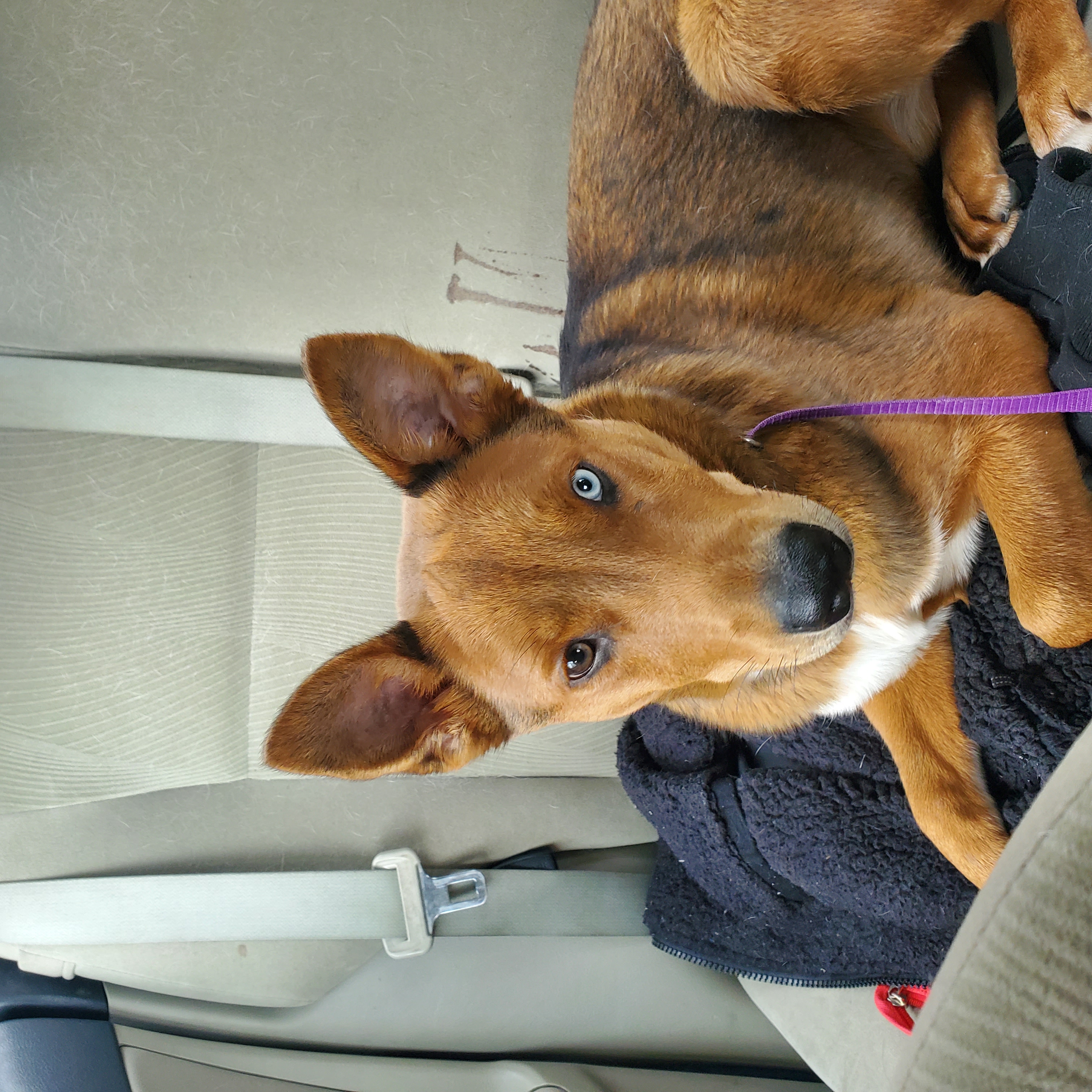 Talion, a rust colored dog with general shepard features, one brown eye and one ice blue eye, staring intently at the camera