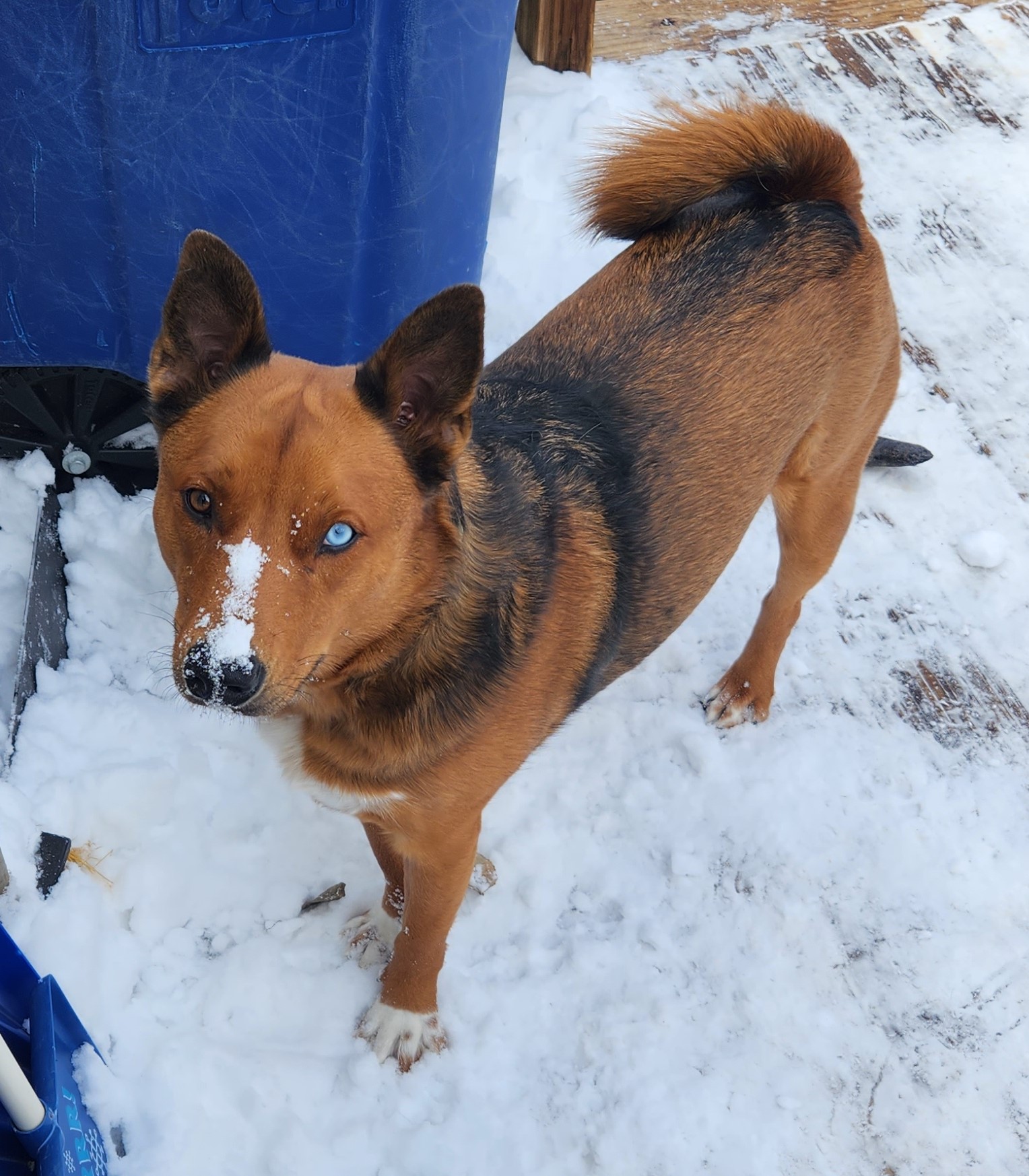 Talion, a rust colored dog with general shepard features and a curled tail standing in the snow. He has one brown eye and one ice blue eye and a stripe of 
                snow on the muzzle of his face