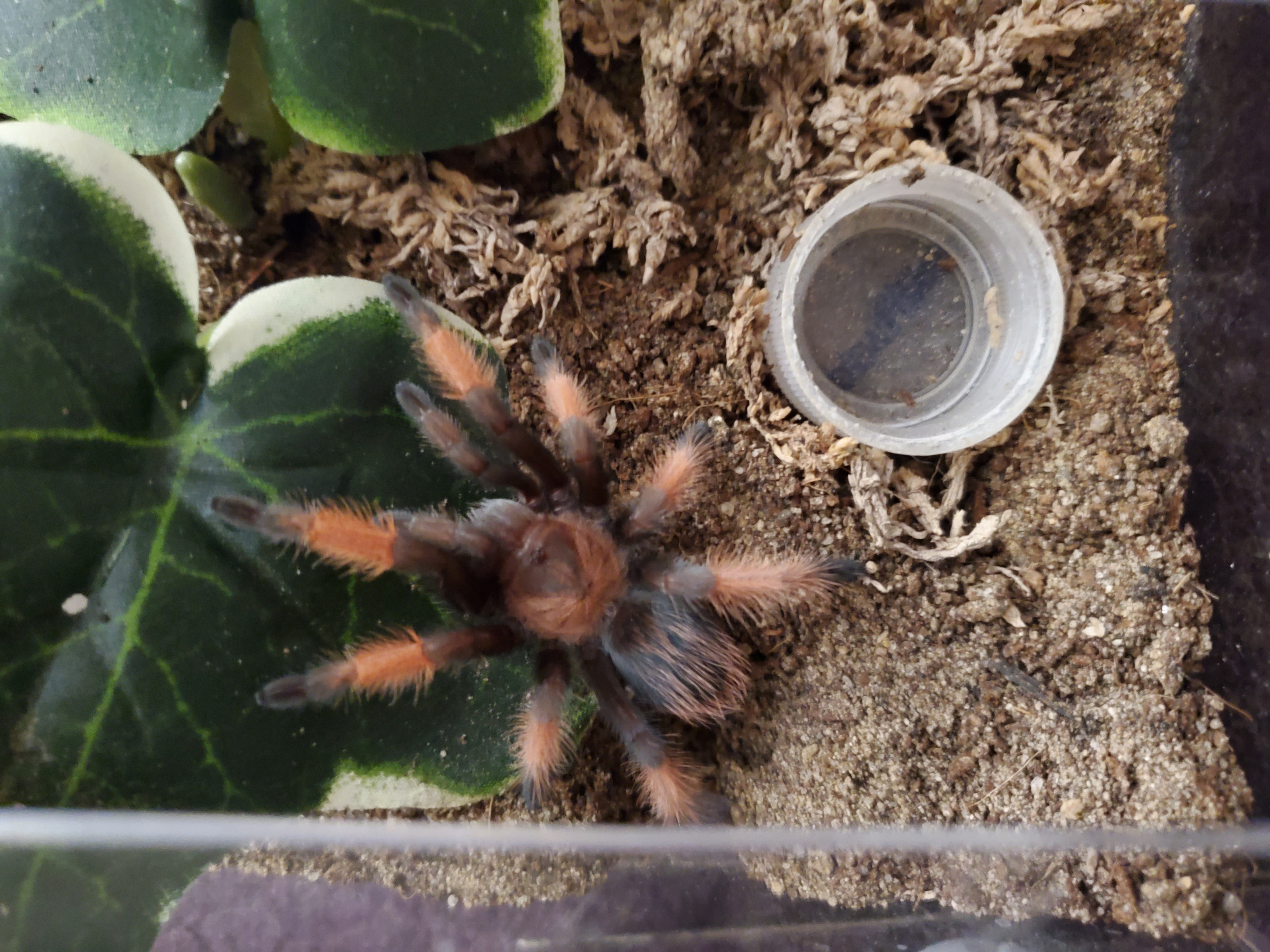 A furry black and red tarantula on a plastic ivy leaf looking to the upper right corner.