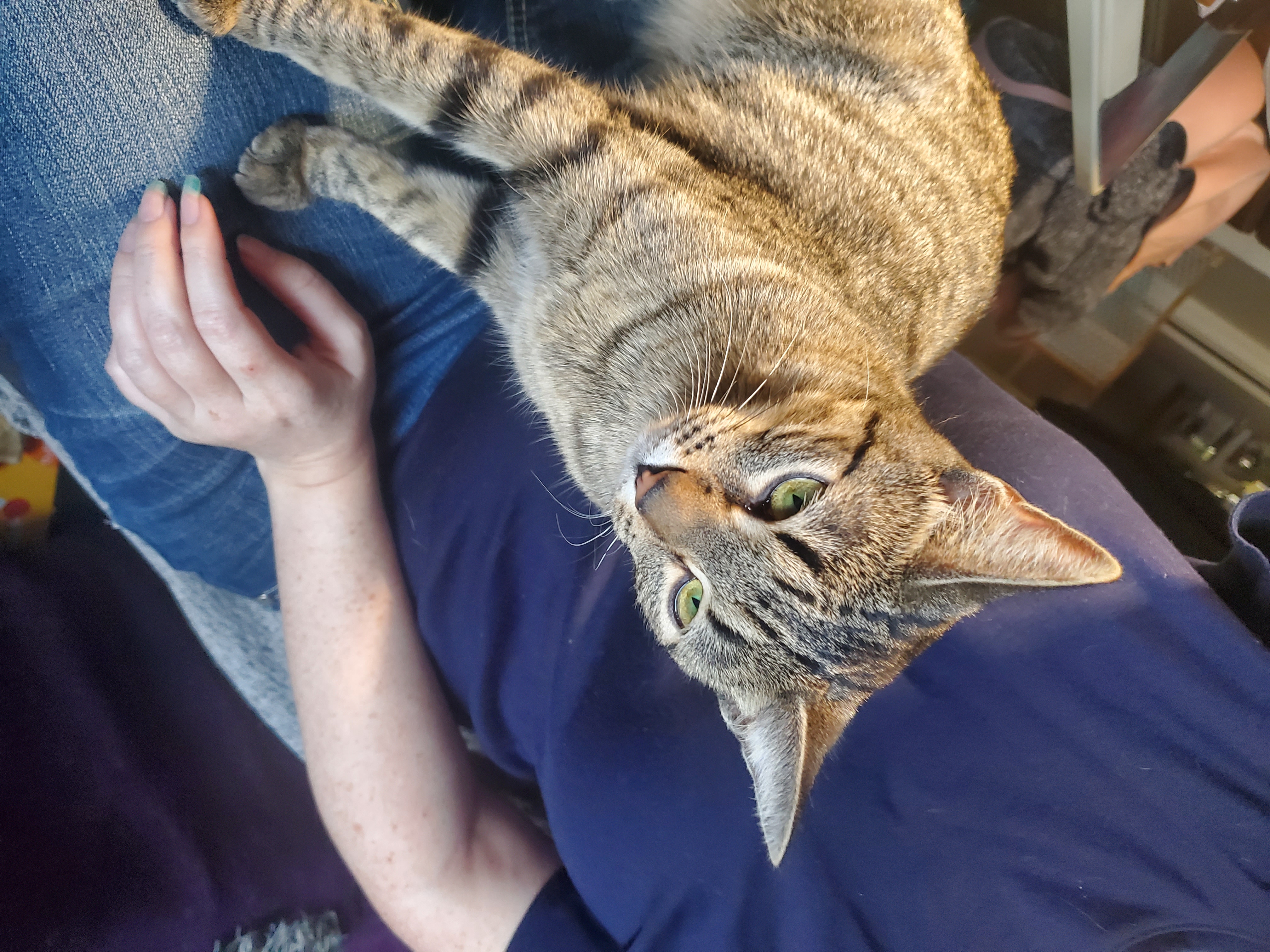 A slender, grey tabby cat with greenish-yellow eyes, sitting on a lap glaring off to the right of the screen