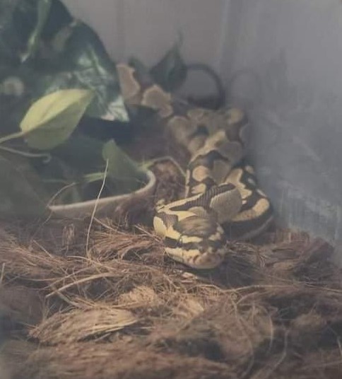 A ball python coming very curiously head first towards you, wood chips on the ground and some artificial leaves on his right