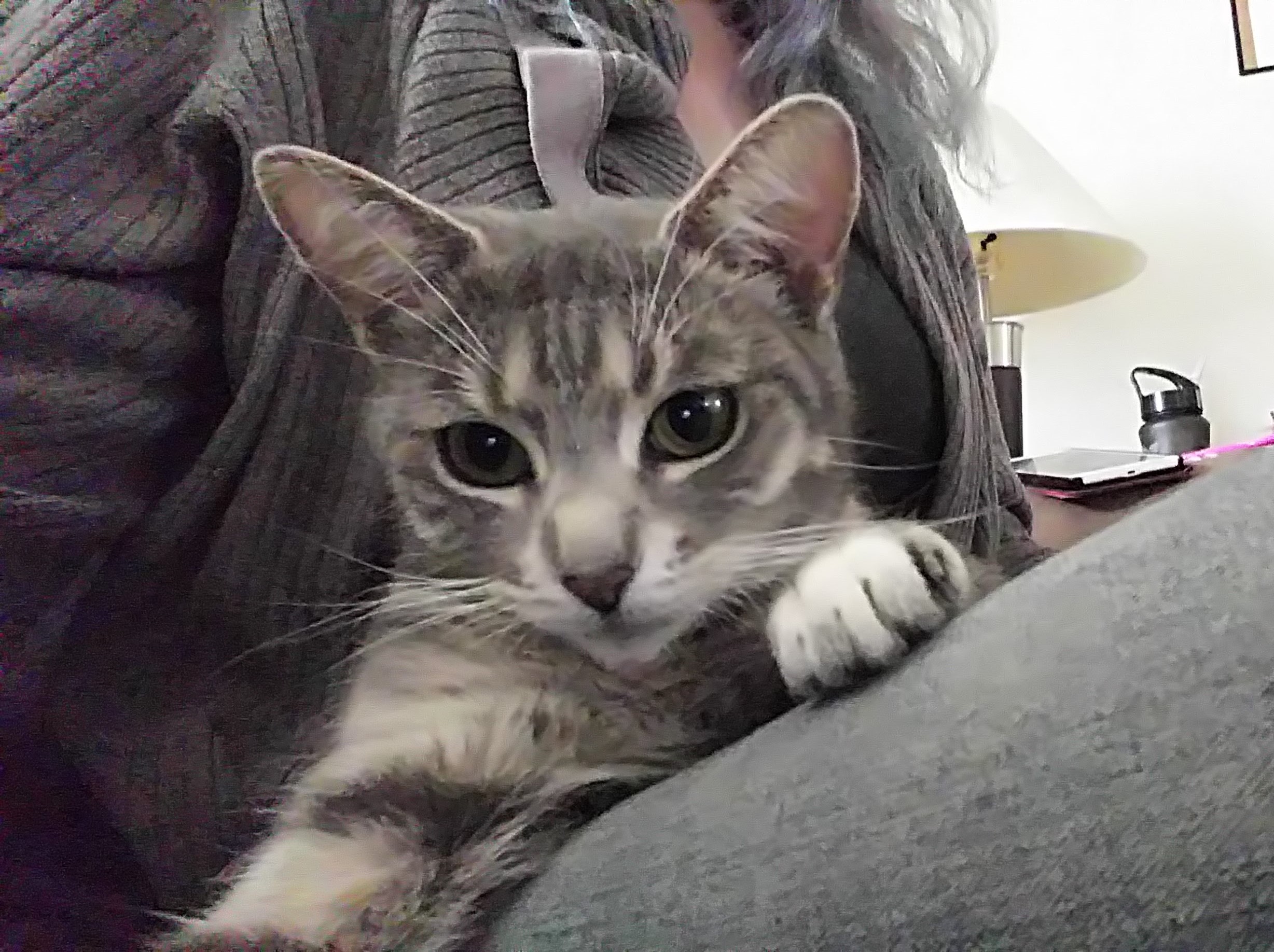 A very tiny grey tabby kitten being held on a lap