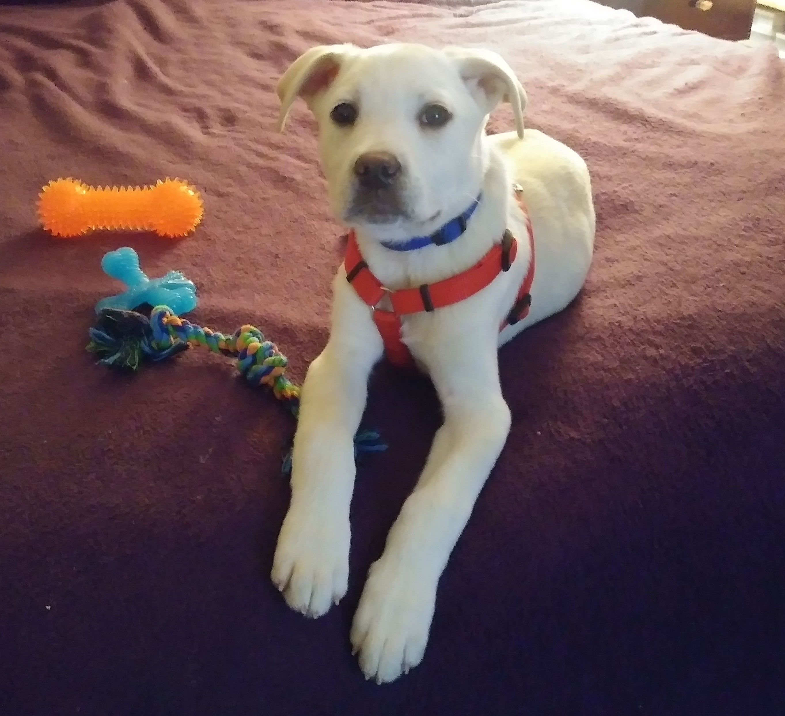 Orla, a cream colored puppy, wearing a red harness & a blue collar, laying on a purple bed, toys next to her