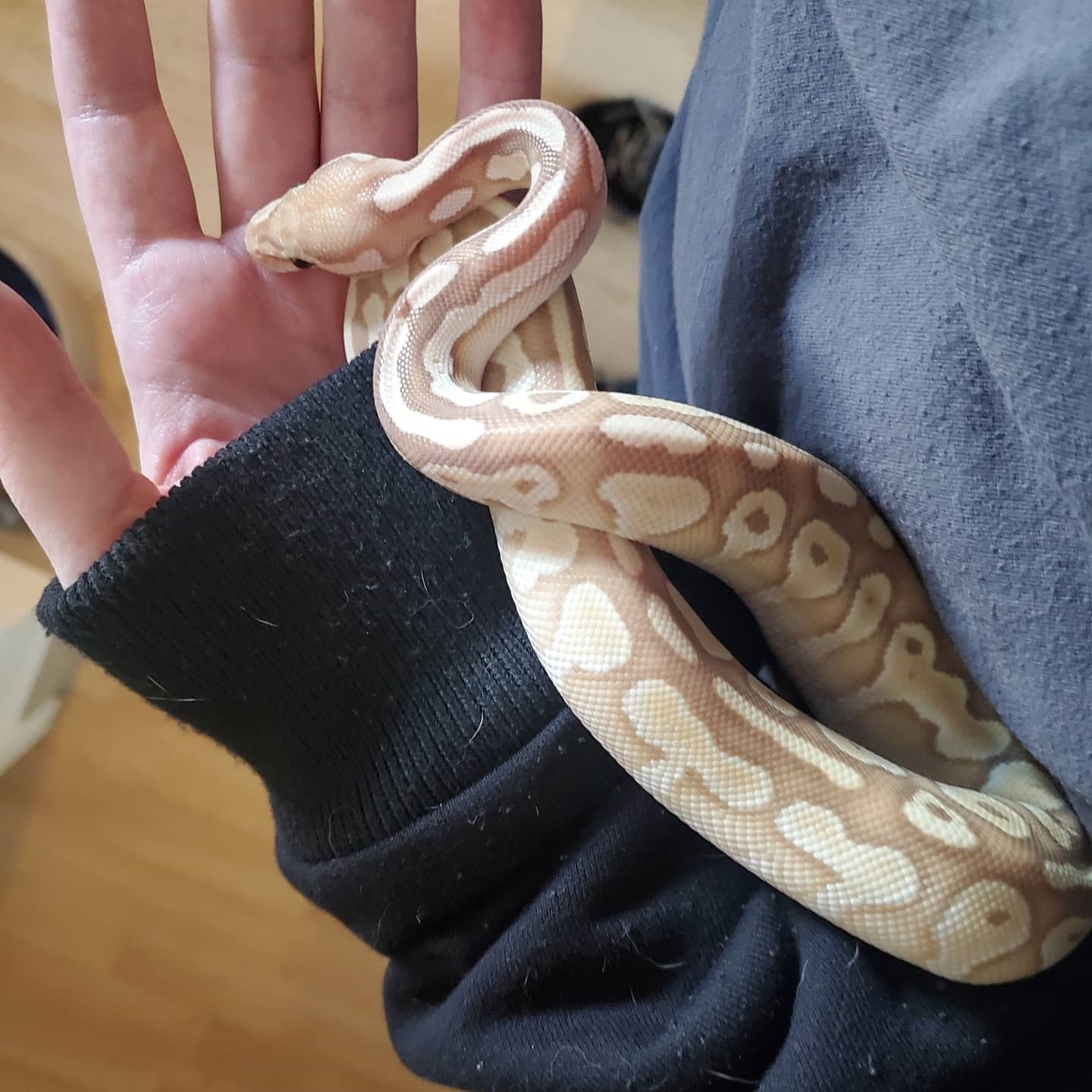 baby ball python, with light colored markings, being held on an arm, head in hand