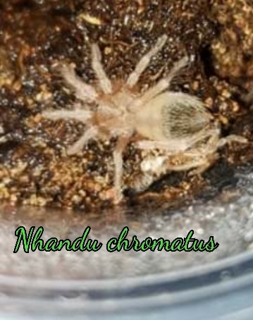 Tiny baby spider with words Nhandu chromatus across the bottom