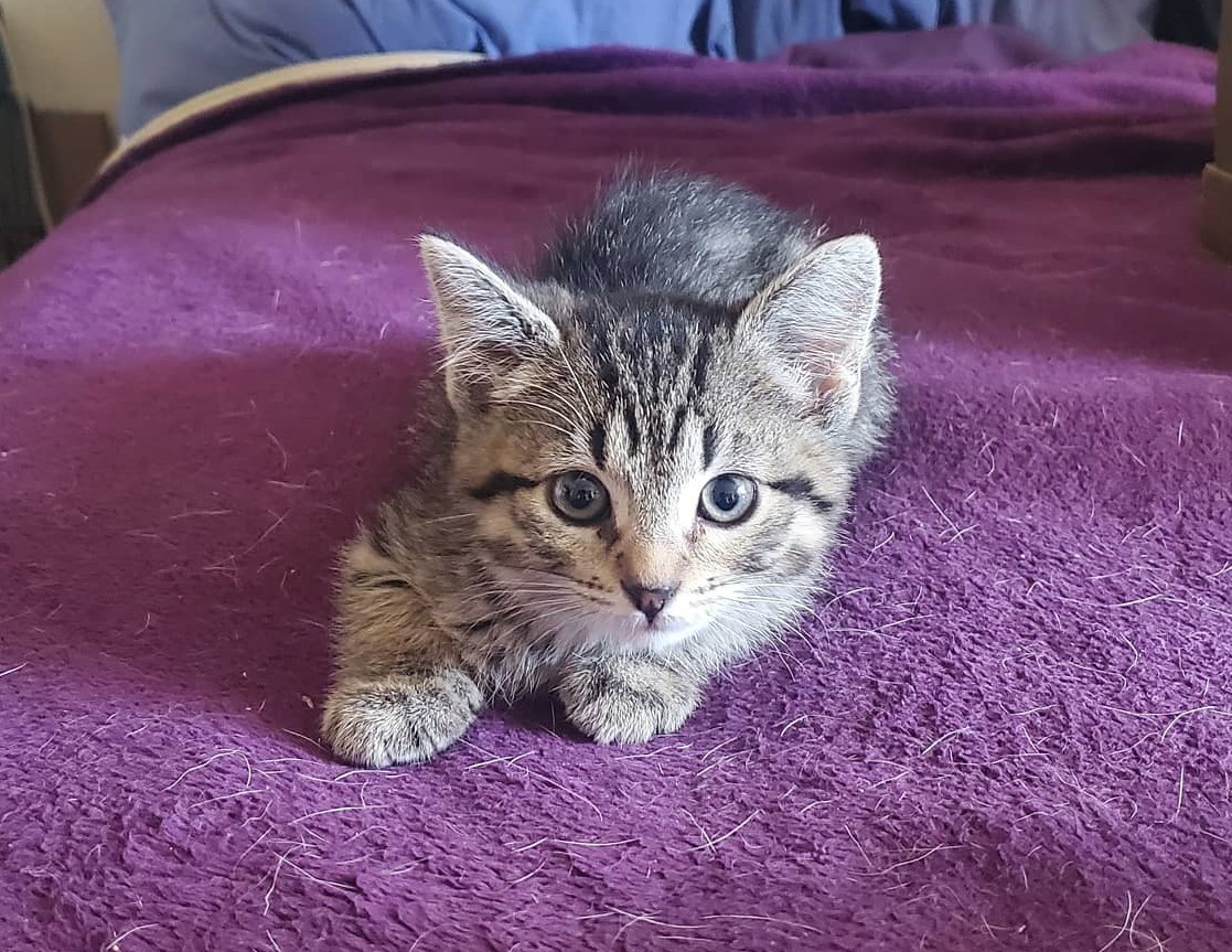 A very tiny grey tabby kitty curled up on a purple blanket, looking directly at the camera