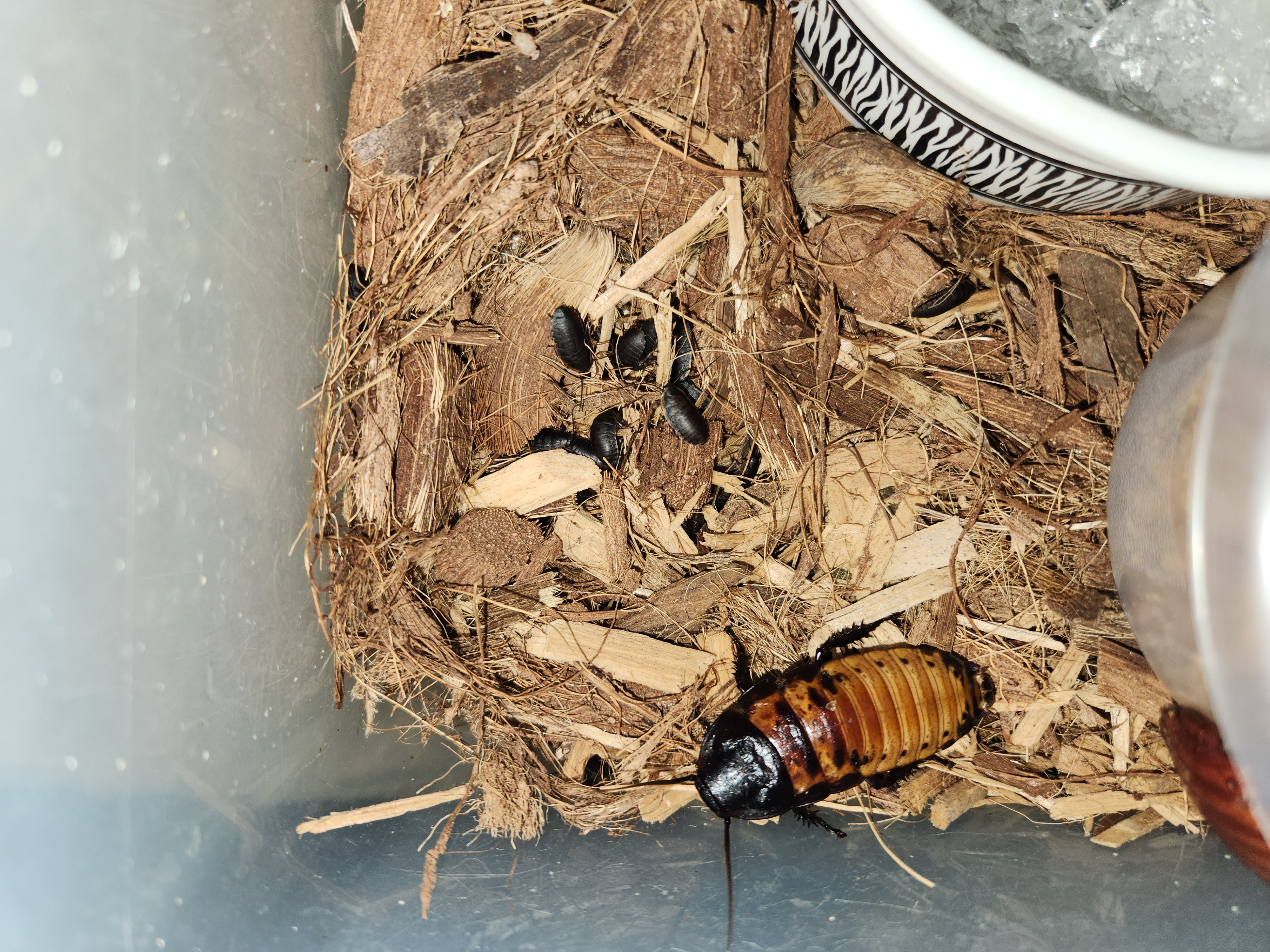 An adult hissing cockroach over looking a clutch of baby hissers in a bed of wood litter