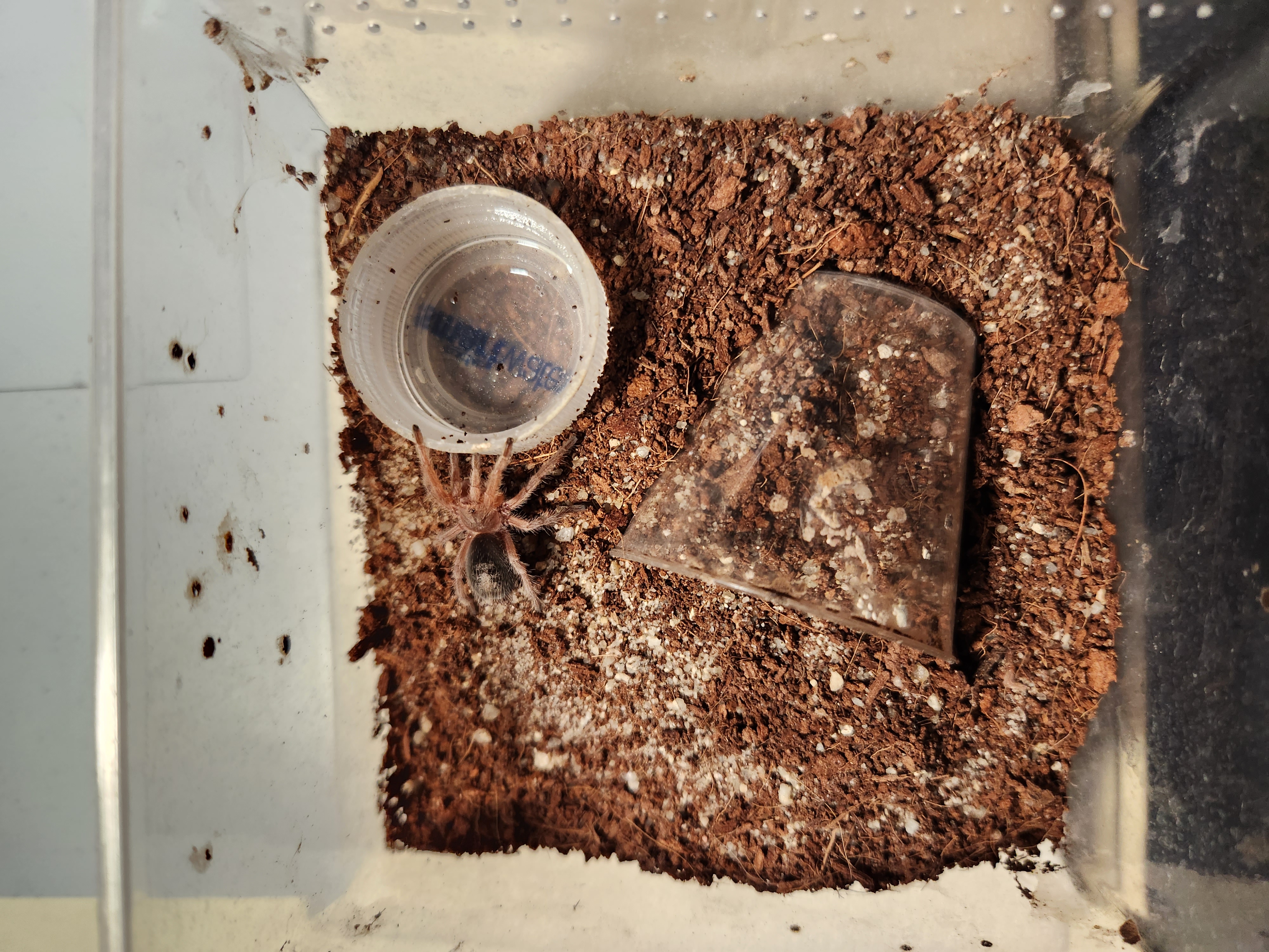 A tiny rose and grey colored tarantula approaches a plastic bottle cap full of water