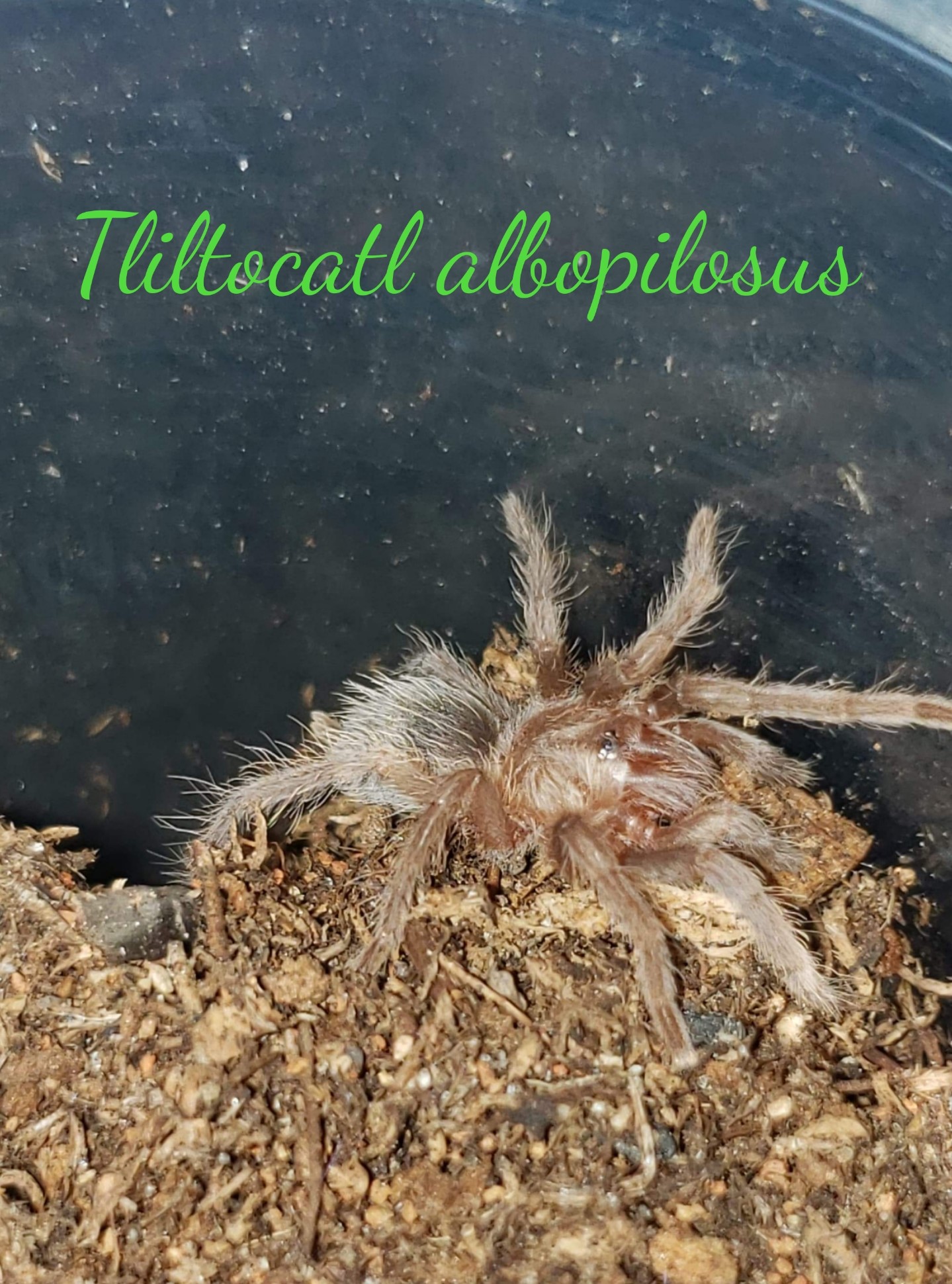 A very fuzzy, tiny, spiderling facing right with the words Tliltocatl albopilosus across the top in green