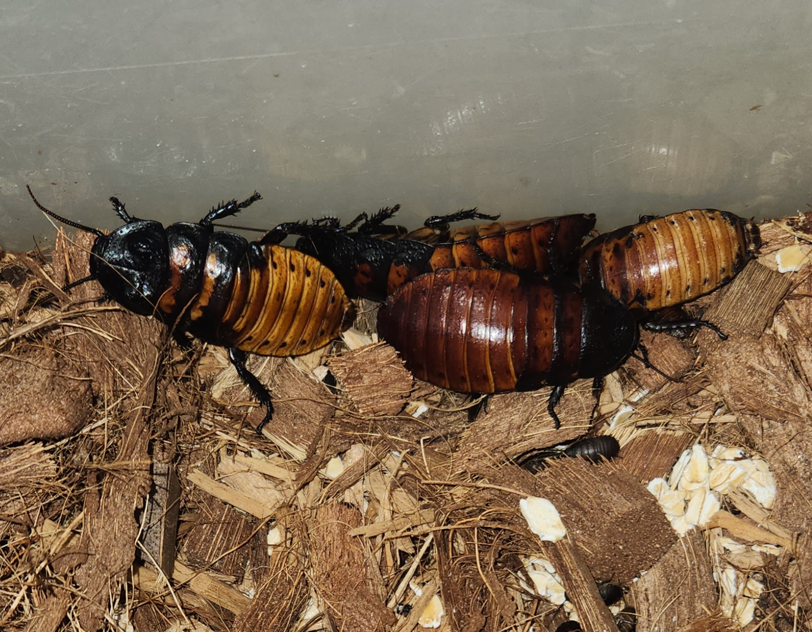 My four adults gathered together. You can see one male, one the left, his horns on his head fairly distinct. The two in the middle are females, larger and very plump with 
                babies. The other male is a bit hidden under the females only his body visible on the right hand side. A few random babies peeking out of the litter here and there.