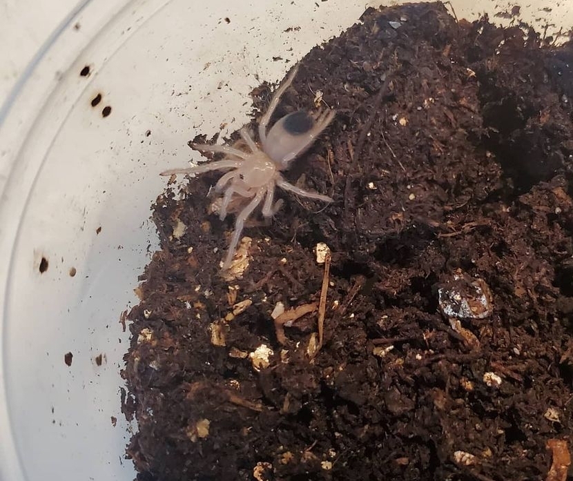 A small tan spider with a dark brown spot on the abdomen