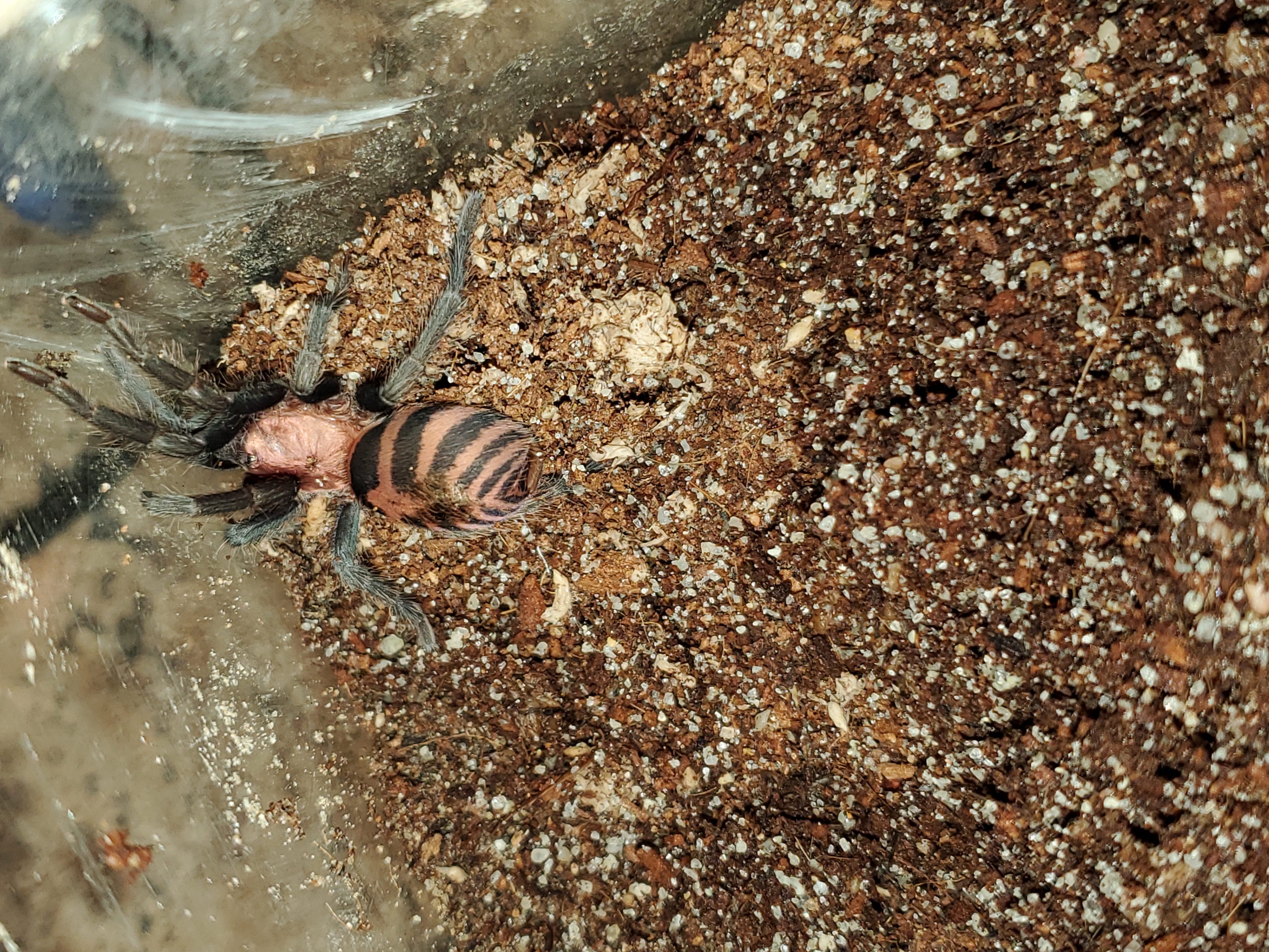 A younger, Mako, showing off his coloration of copper and black stripes on his abdomen and bright copper cephalothorax, this time on the ground facing into the corner of his enclosure