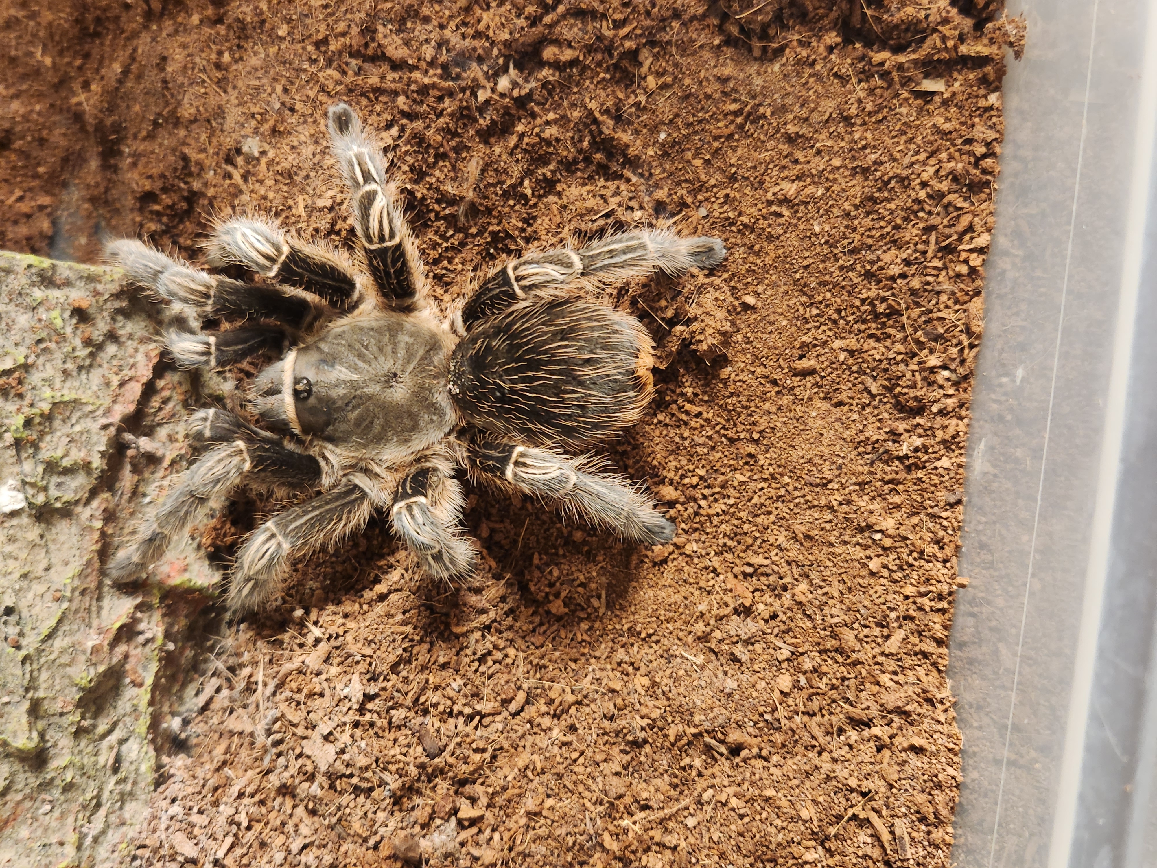 large, furry tarantula staring up at you from an enclosure