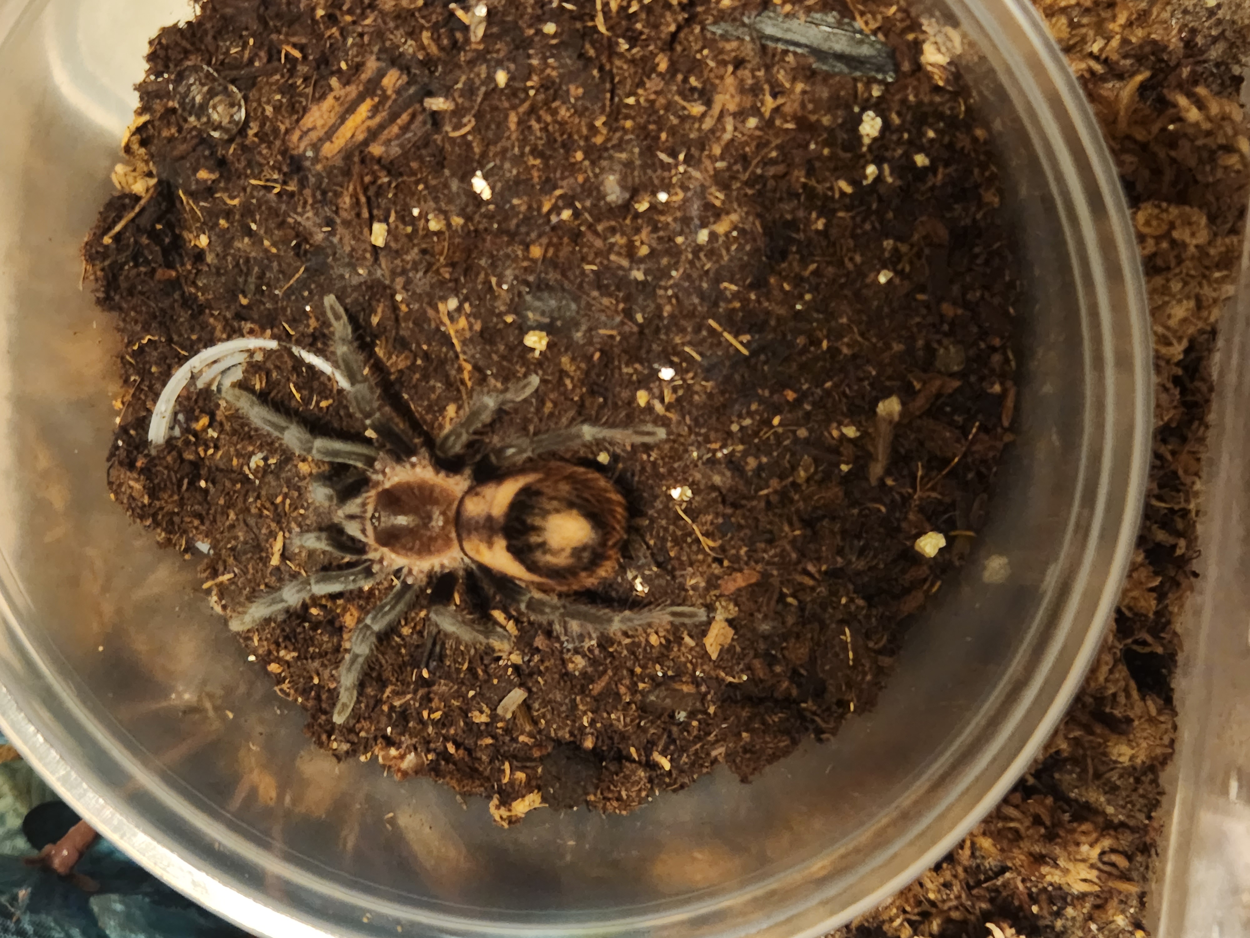 A cream and black tarantula with a bald spot on it abdomen