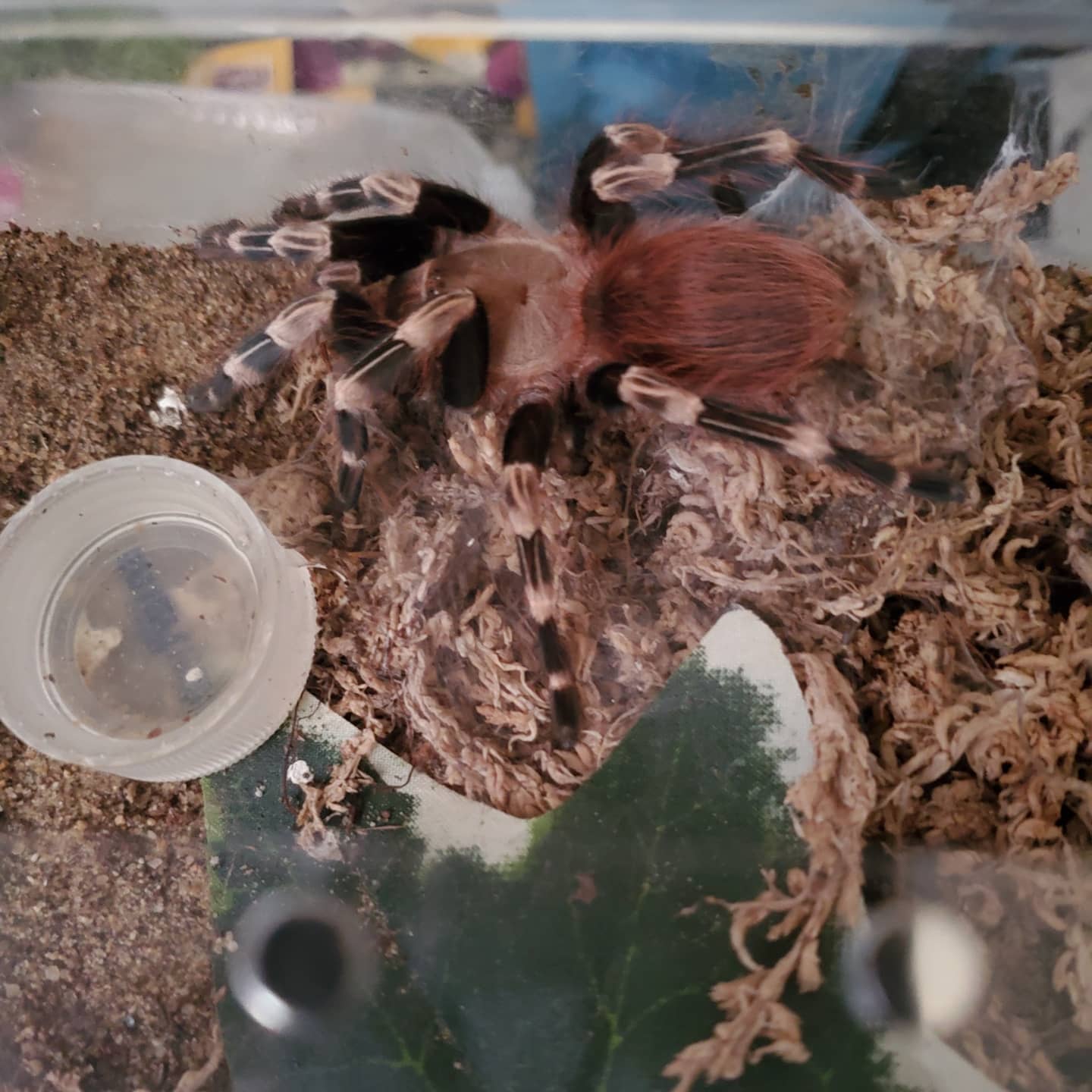 Tarantula, black and white striped legs, red haired body, facing left, in an enclosure with a bottle top and a fake ivy leaf